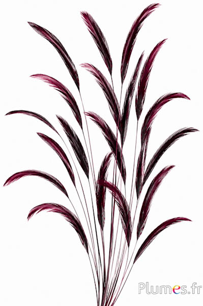 Fazant Lady Armherst - 29-35 cm - bordeaux-zwart